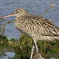 Eastern Curlew. Beaks slightly shorter than adult with badly worn coverts suggest a 1st year individual.  <br />Canon EOS 7D + EF400 F5.6L